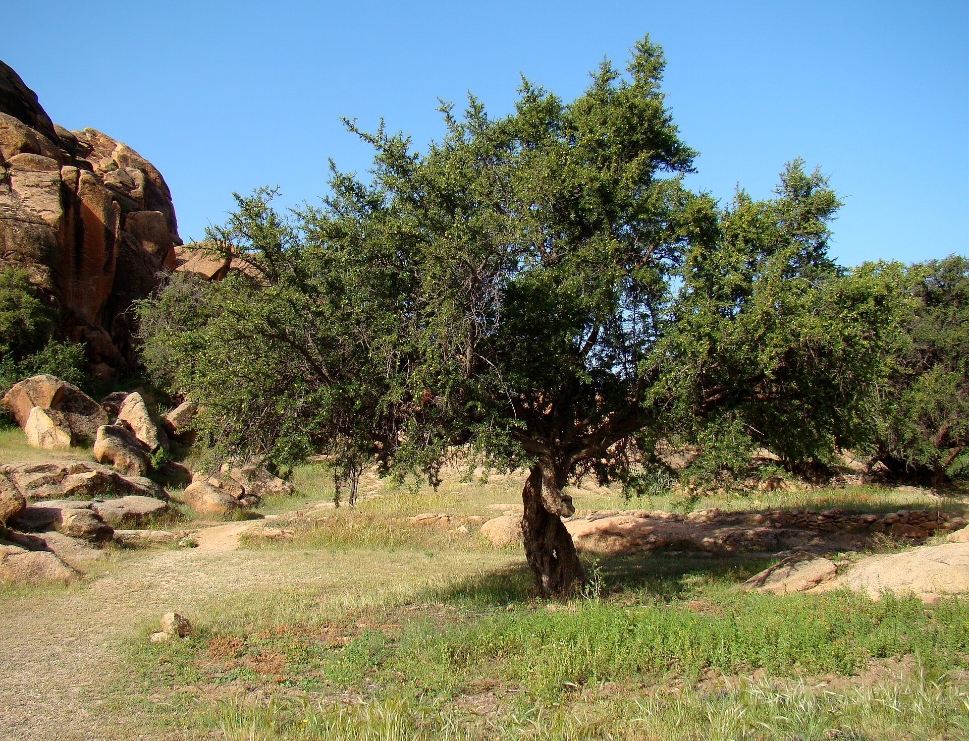 Argan Tree near Tafraoute