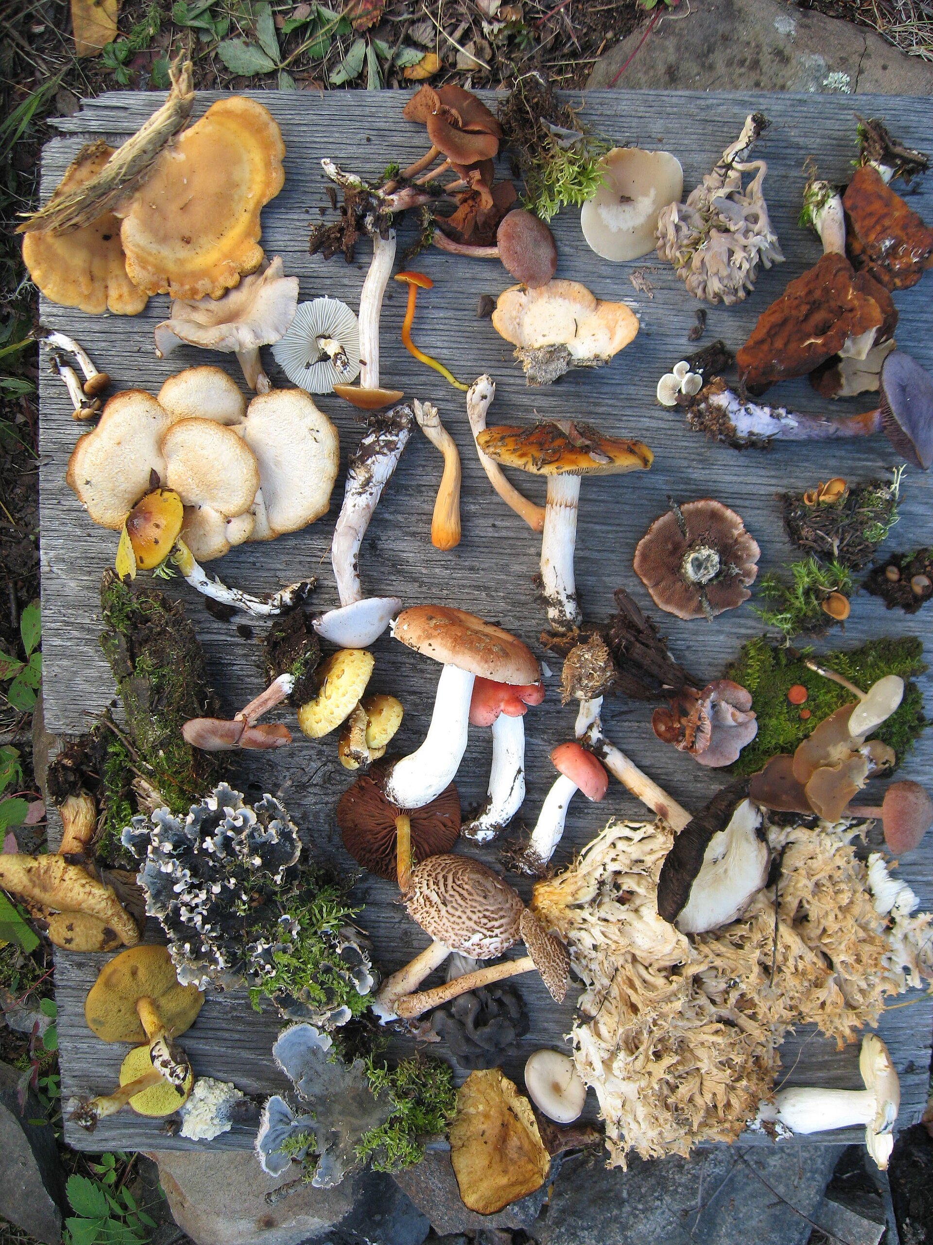Fungi of Saskatchewan
