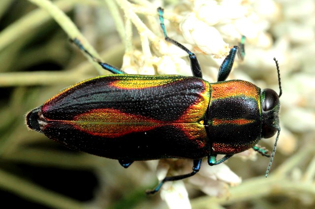 Selagis caloptera-1 Lerderderg Gorge Dec15