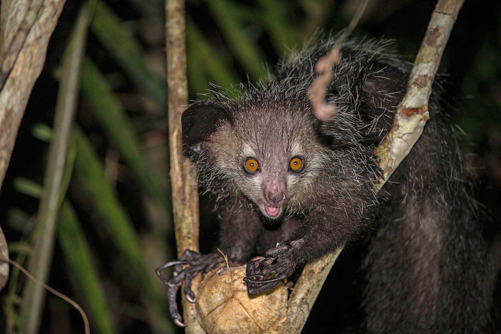 Wild aye aye